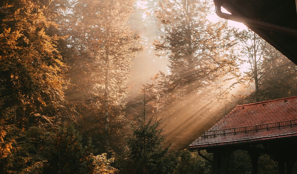 Sun rays through autumn forest trees - WSVGA wallpapers in 1024x600 resolution