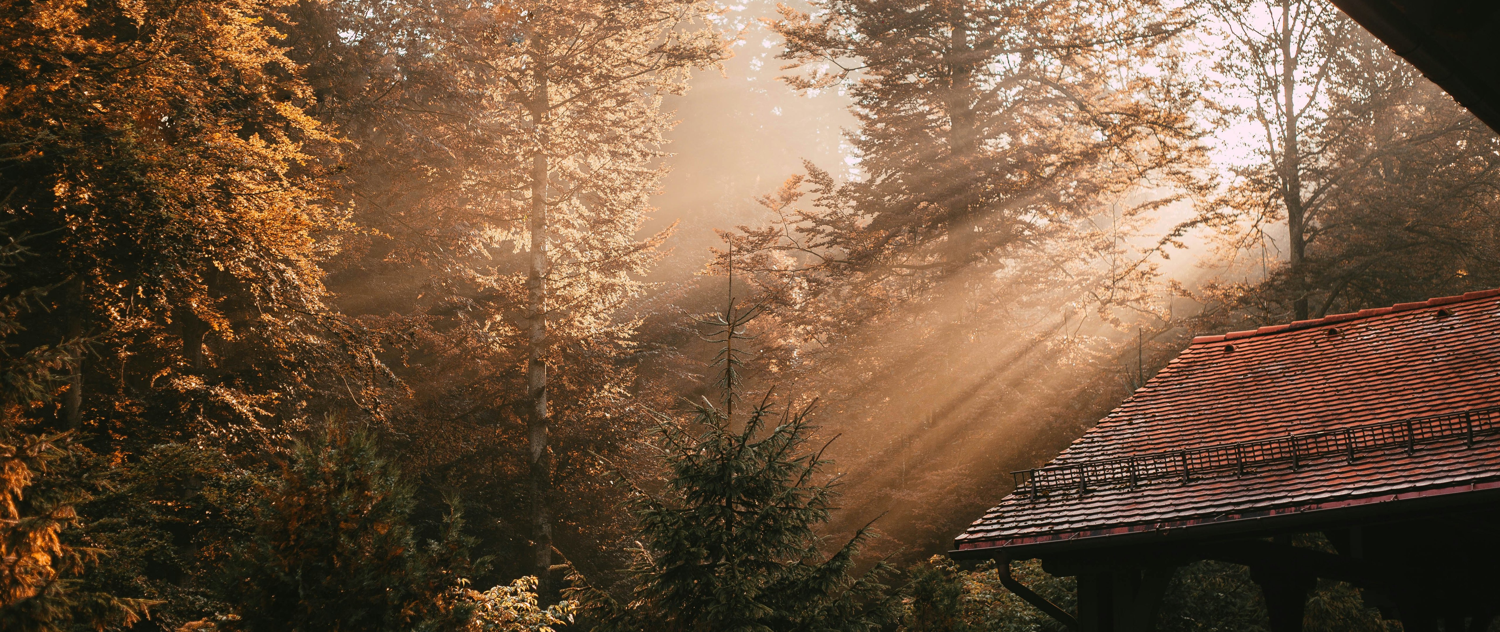 Sun rays through autumn forest trees - 5K2K UltraWide 21:9 wallpapers in 5120x2160 resolution