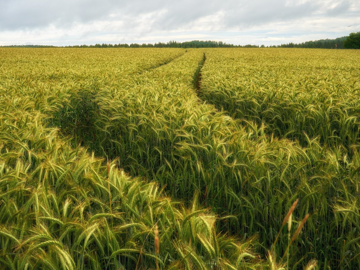 Green Rye Field Under Cloudy Skies - XGA+ wallpapers in 1152x864 resolution