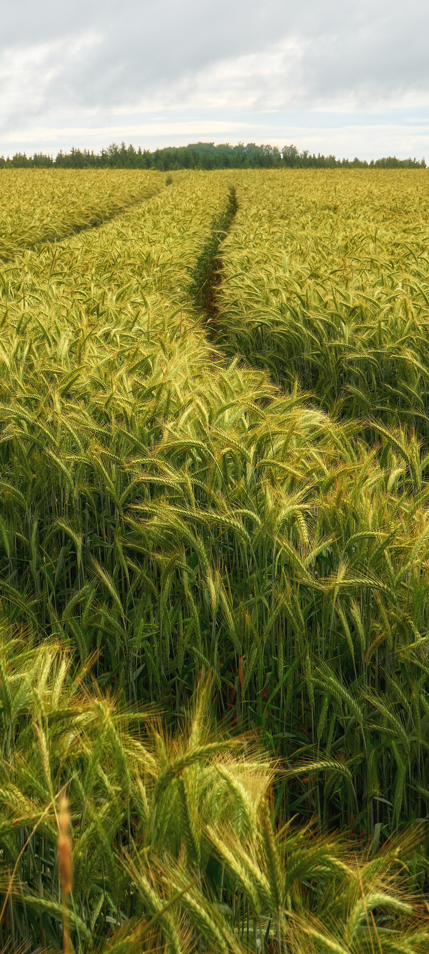 Green Rye Field Under Cloudy Skies - Wallpapers for Xiaomi 13 Ultra/14 Ultra/15 Ultra/17 Pro Max, Samsung Galaxy S20/S20 Ultra/S21 Ultra in 1440x3200 resolution