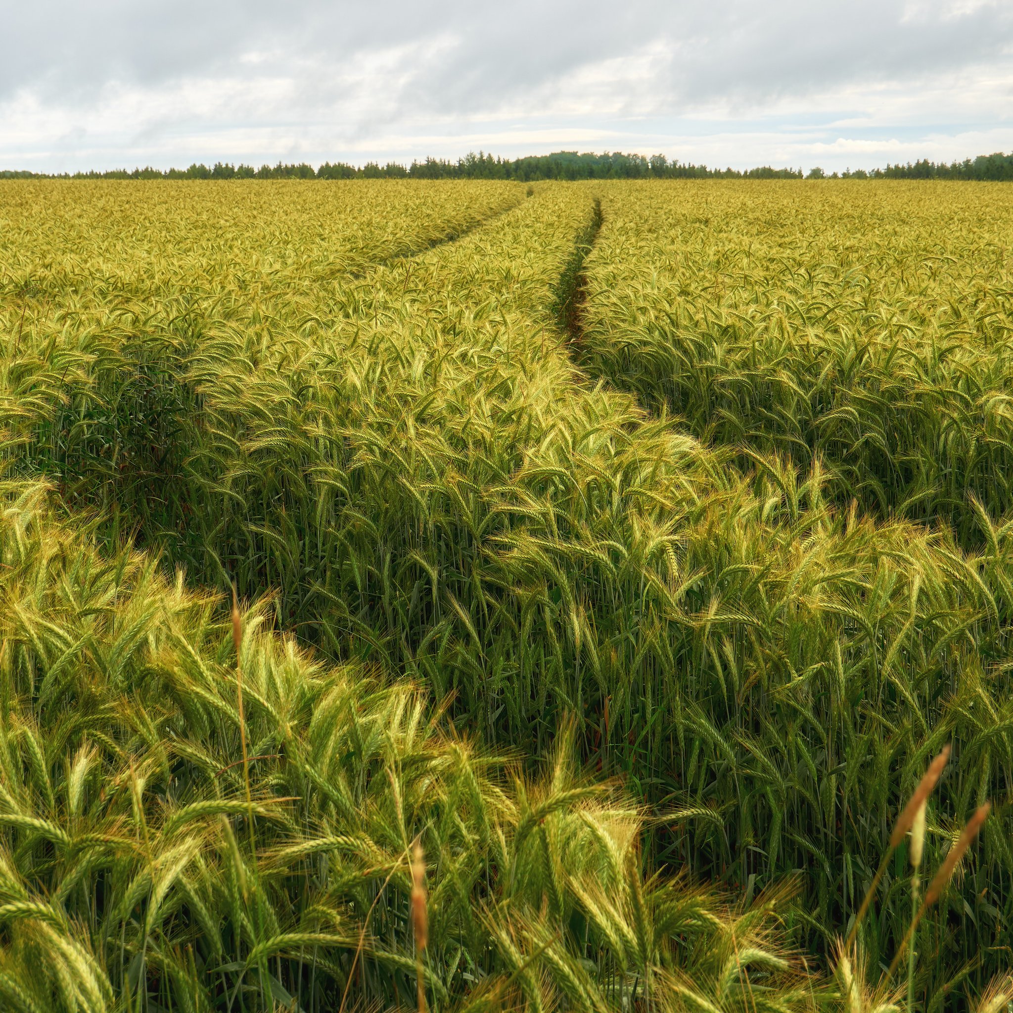 Green Rye Field Under Cloudy Skies - Wallpapers for iPad Retina in 2048x2048 resolution