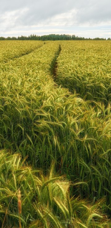 Green Rye Field Under Cloudy Skies - Wallpapers for Samsung in 360x740 resolution