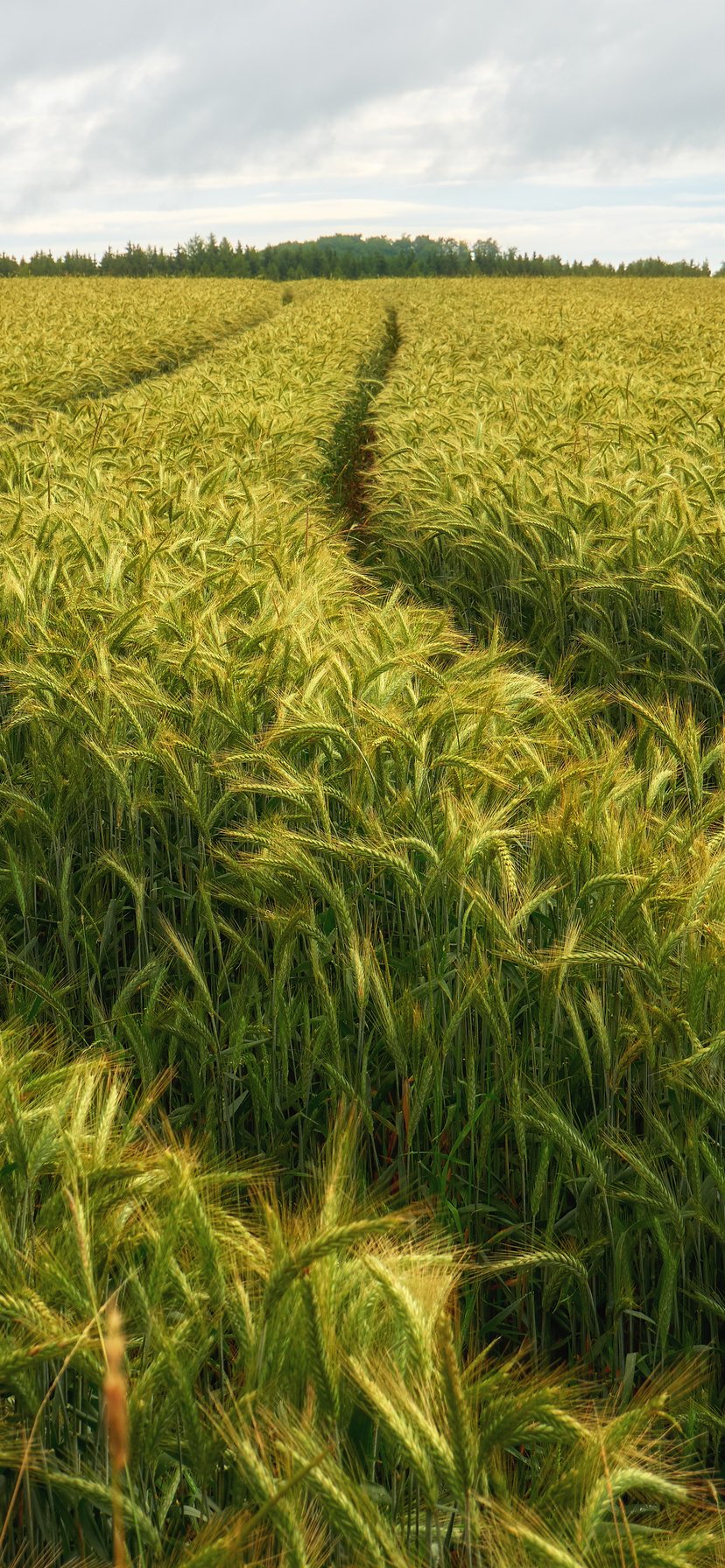 Green Rye Field Under Cloudy Skies - Wallpapers for iPhone 11/XR in 828x1792 resolution
