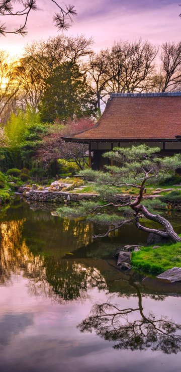 Japanese Temple and Sakura at Sunset - Wallpapers for Samsung in 360x740 resolution
