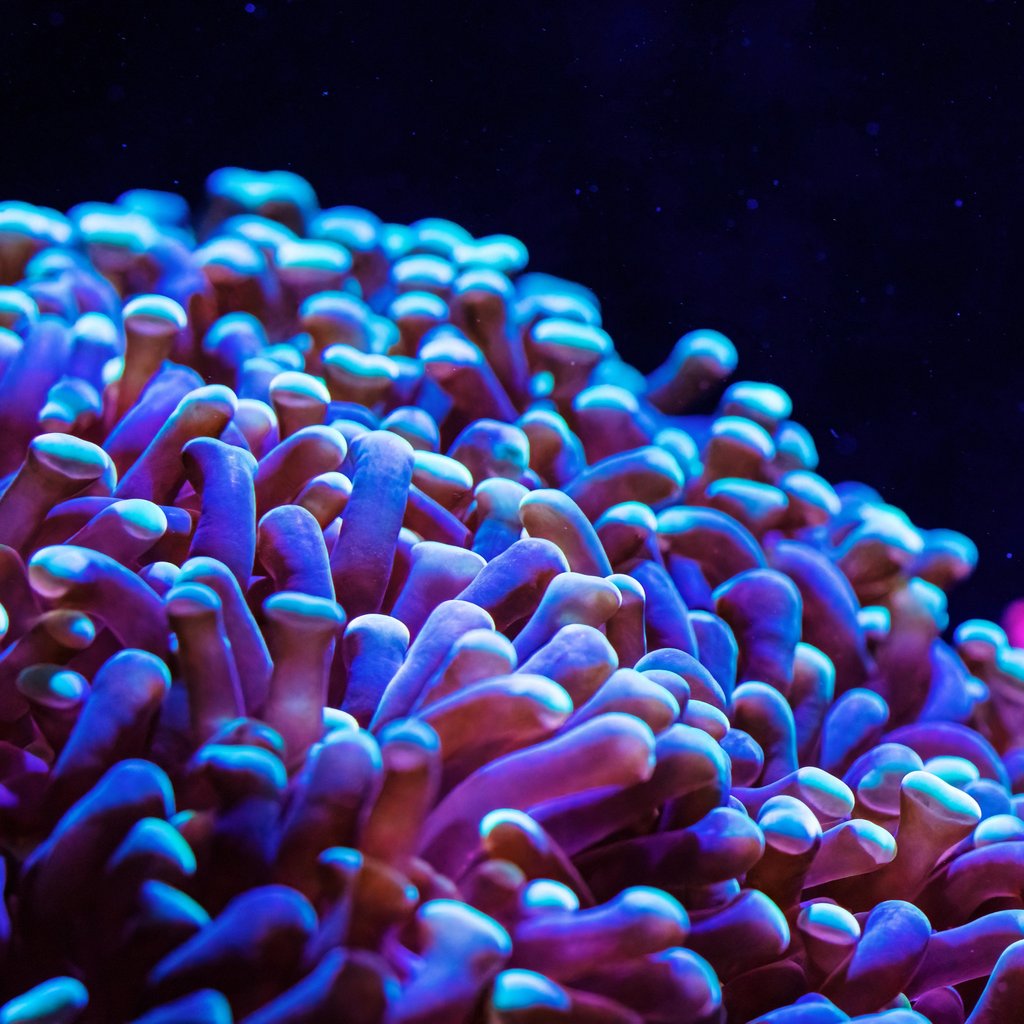 Neon Anemone in an Underwater Reef - Wallpapers for Apple iPad 1 in 1024x1024 resolution