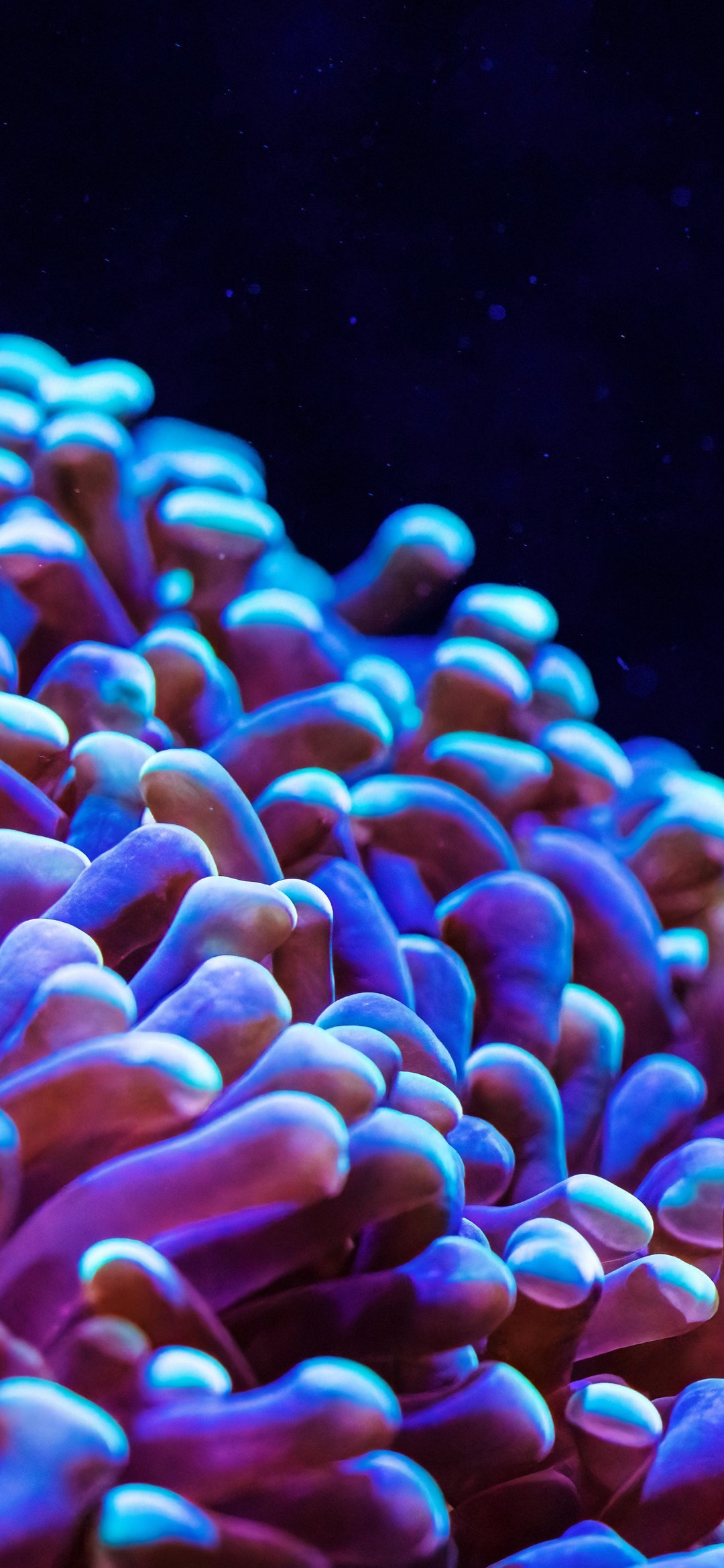 Neon Anemone in an Underwater Reef - Wallpapers for iPhone 12 mini/13 mini, Samsung Galaxy S24/S24 FE/S25/S25 FE/S26/A55/A56/A35/A26/A16/M15, Xiaomi, Sony Xperia in 1080x2340 resolution