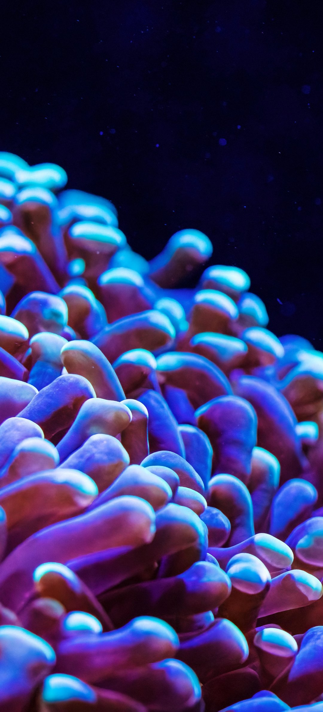 Neon Anemone in an Underwater Reef - Wallpapers for Honor/Huawei in 1080x2376 resolution