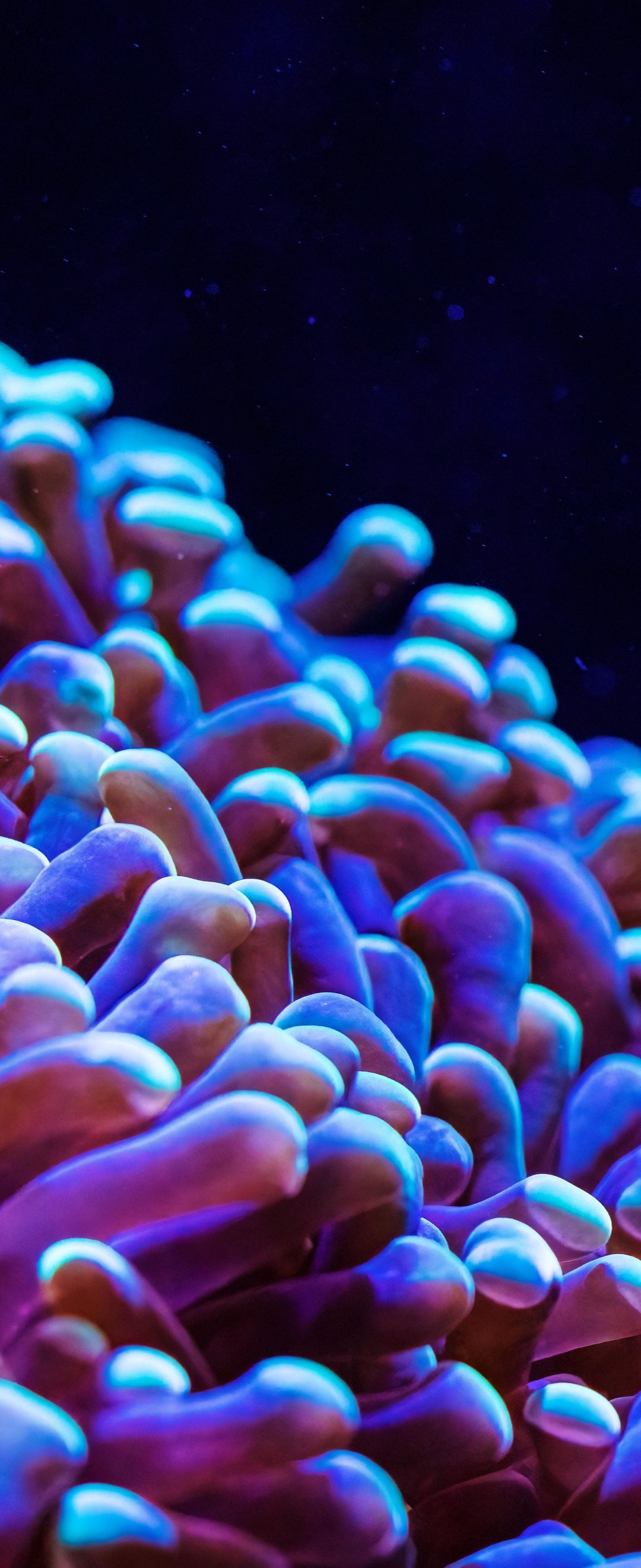 Neon Anemone in an Underwater Reef - Wallpapers for Samsung Galaxy Z Flip6, Motorola Razr 2025 in 1080x2640 resolution