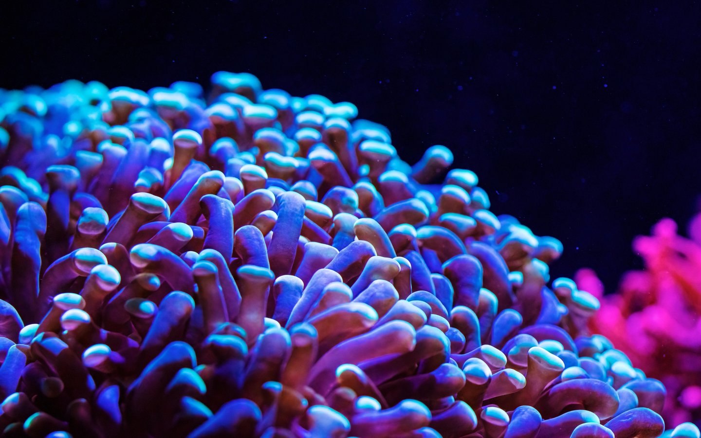 Neon Anemone in an Underwater Reef - WSXGA wallpapers in 1440x900 resolution
