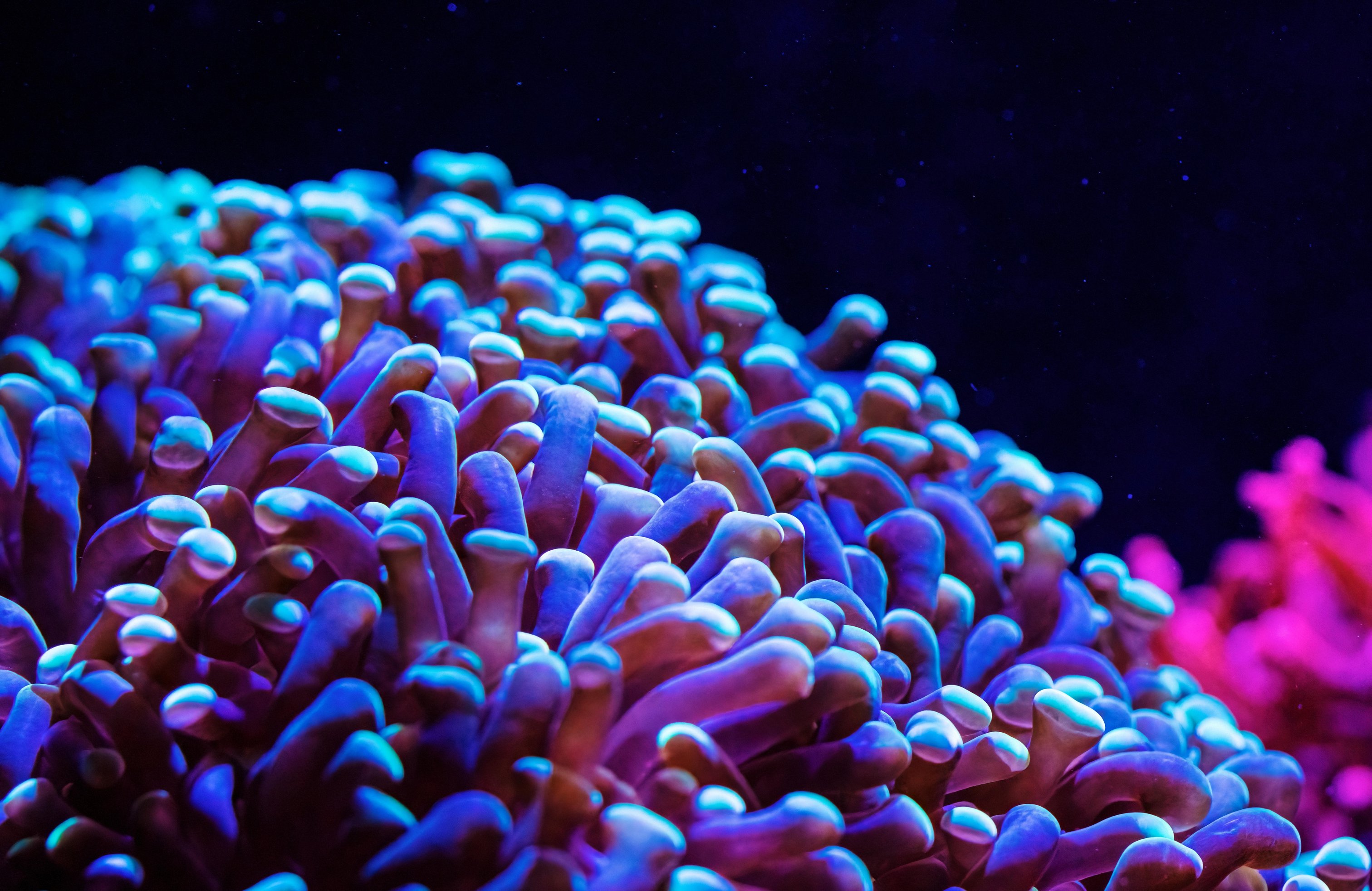 Neon Anemone in an Underwater Reef - Wallpapers for Apple MacBook 14.2″ in 3024x1964 resolution