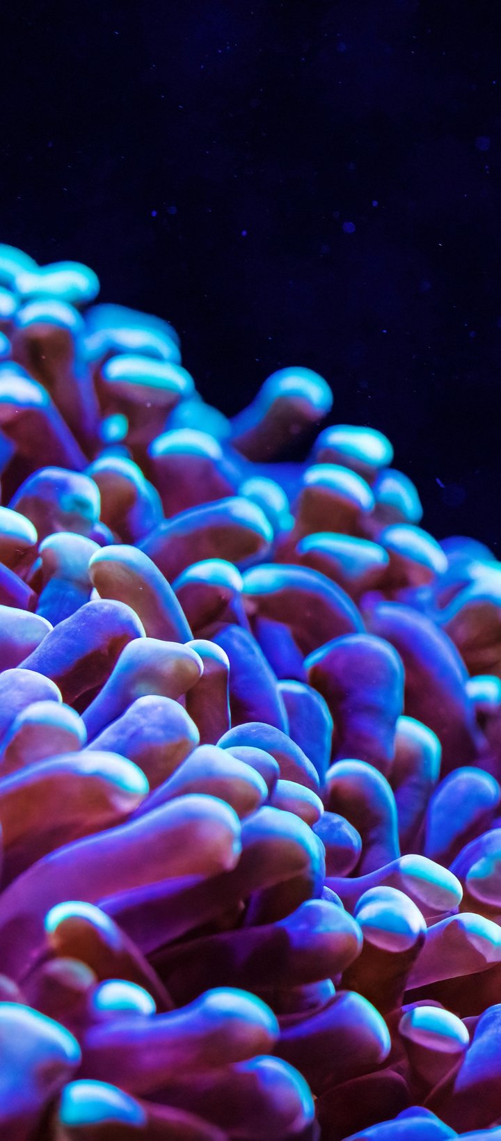 Neon Anemone in an Underwater Reef - Wallpapers for Xiaomi Redmi 14C, POCO C71/C75/M7, Infinix Note 8 in 720x1640 resolution