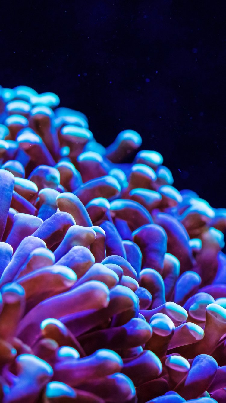 Neon Anemone in an Underwater Reef - Wallpapers for iPhone 6/6S/7/8/SE2/SE3 in 750x1334 resolution