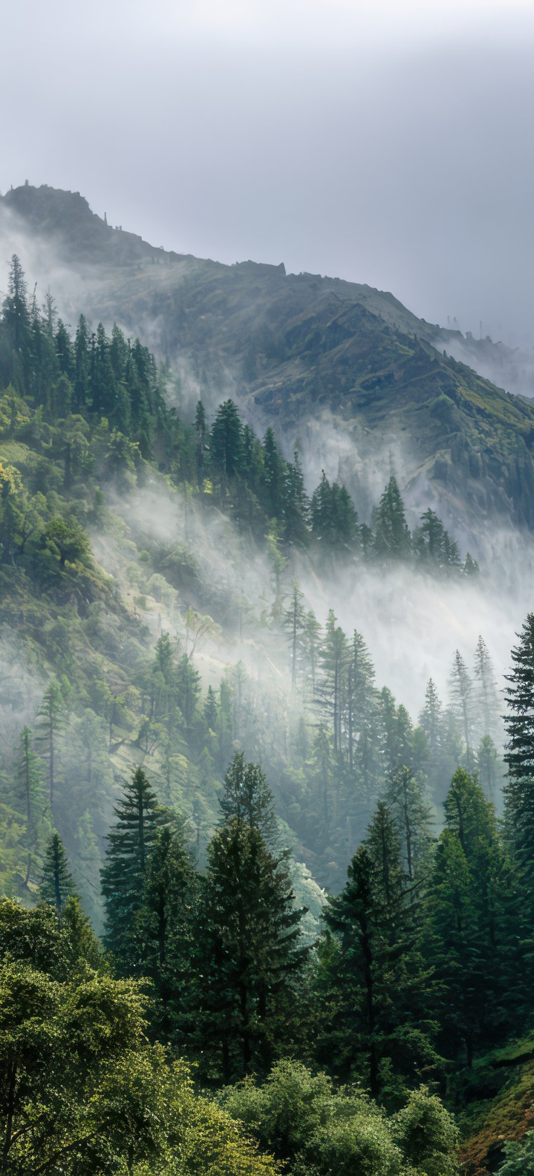 Foggy Pine Forest in the Mountains - Wallpapers for Honor/Huawei in 1080x2376 resolution