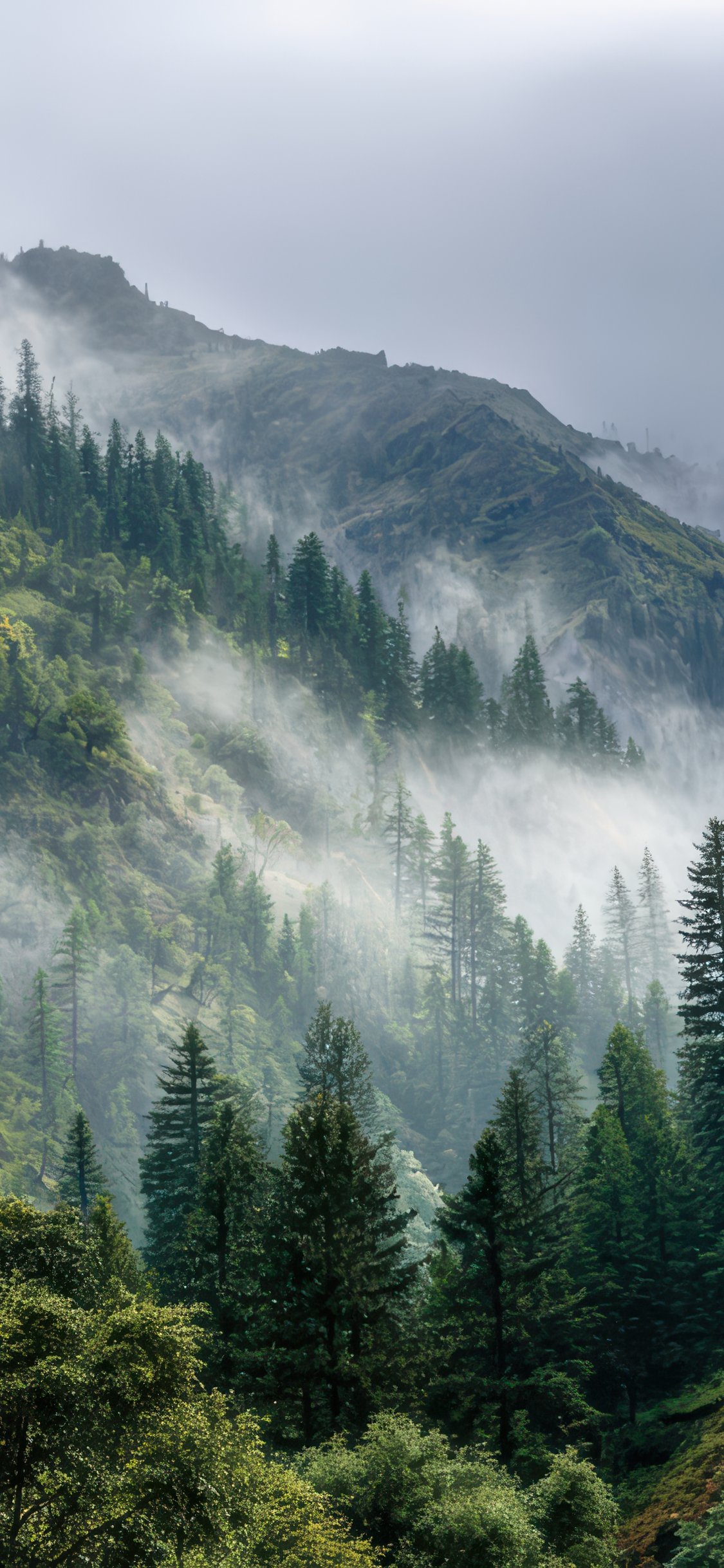 Foggy Pine Forest in the Mountains - Wallpapers for iPhone X/XS/11 Pro in 1125x2436 resolution