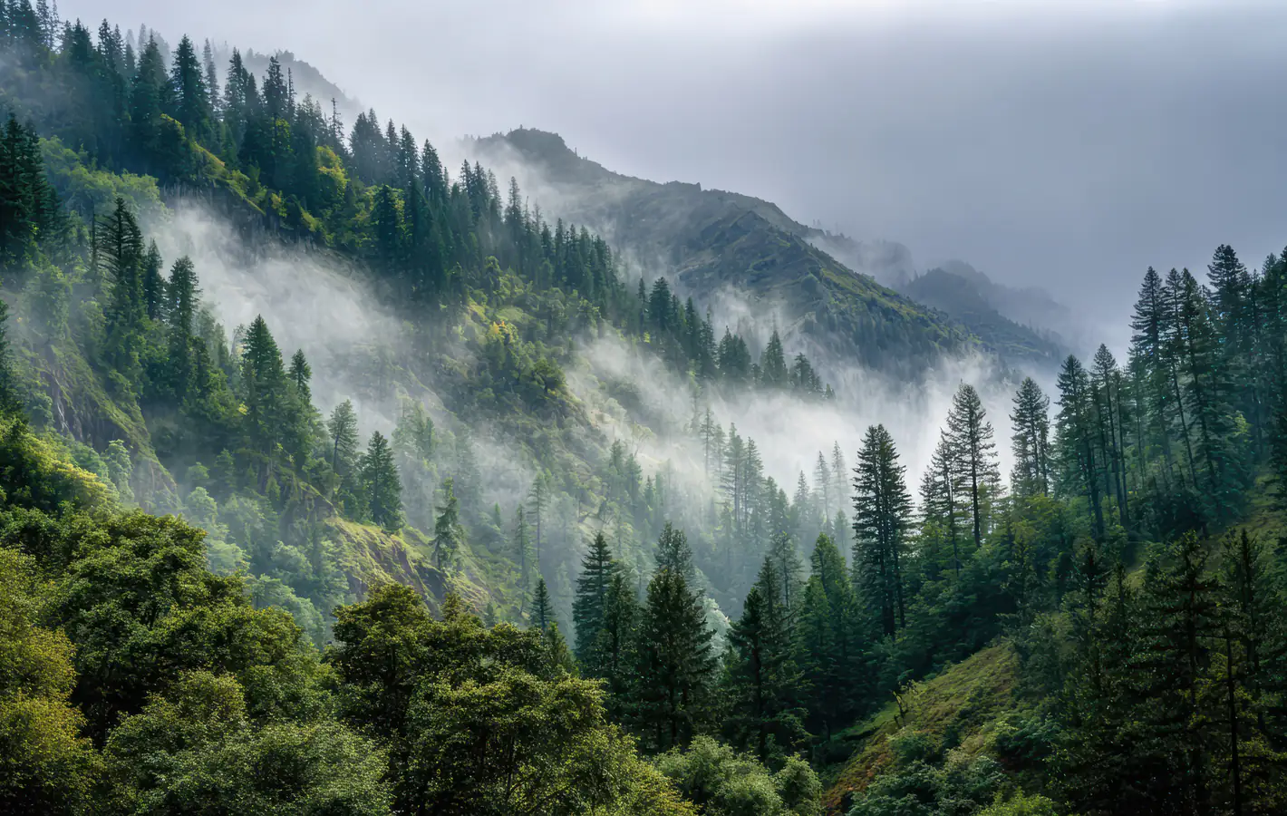 Foggy Pine Forest in the Mountains — desktop and phone wallpaper, free download