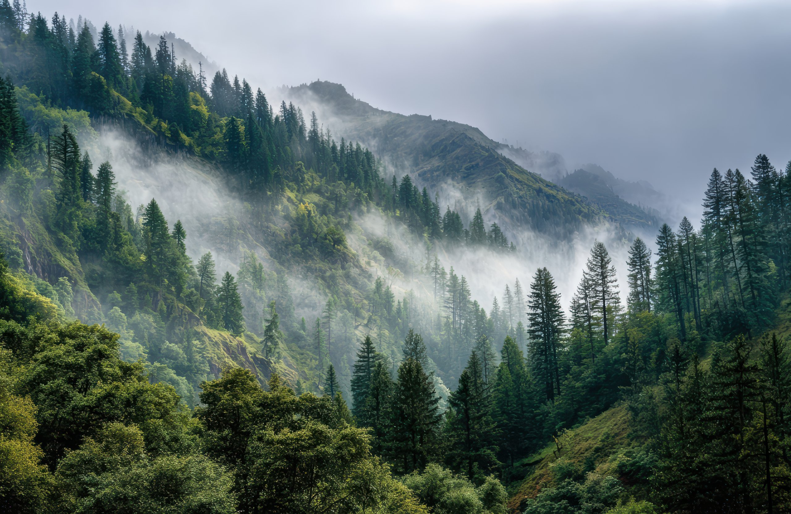 Foggy Pine Forest in the Mountains - Wallpapers for Apple MacBook Air 13 M2″ in 2560x1664 resolution