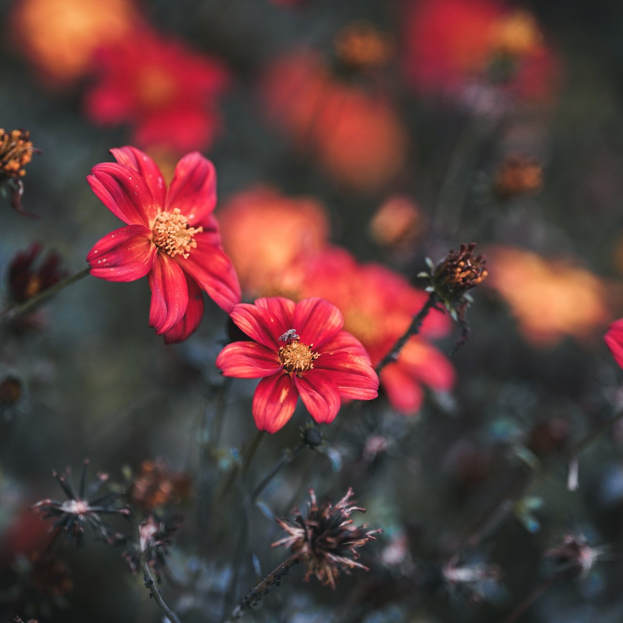 Red Dahlia Blossoms in a Field - Wallpapers for Lenovo, Huawei in 1280x1280 resolution