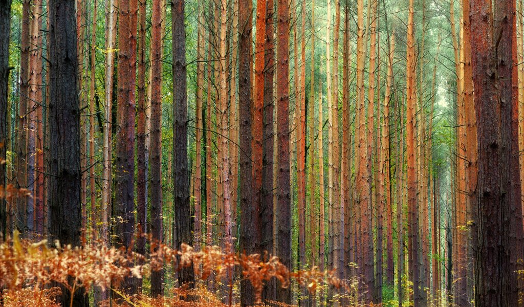 Dense pine forest in autumn - WSVGA wallpapers in 1024x600 resolution