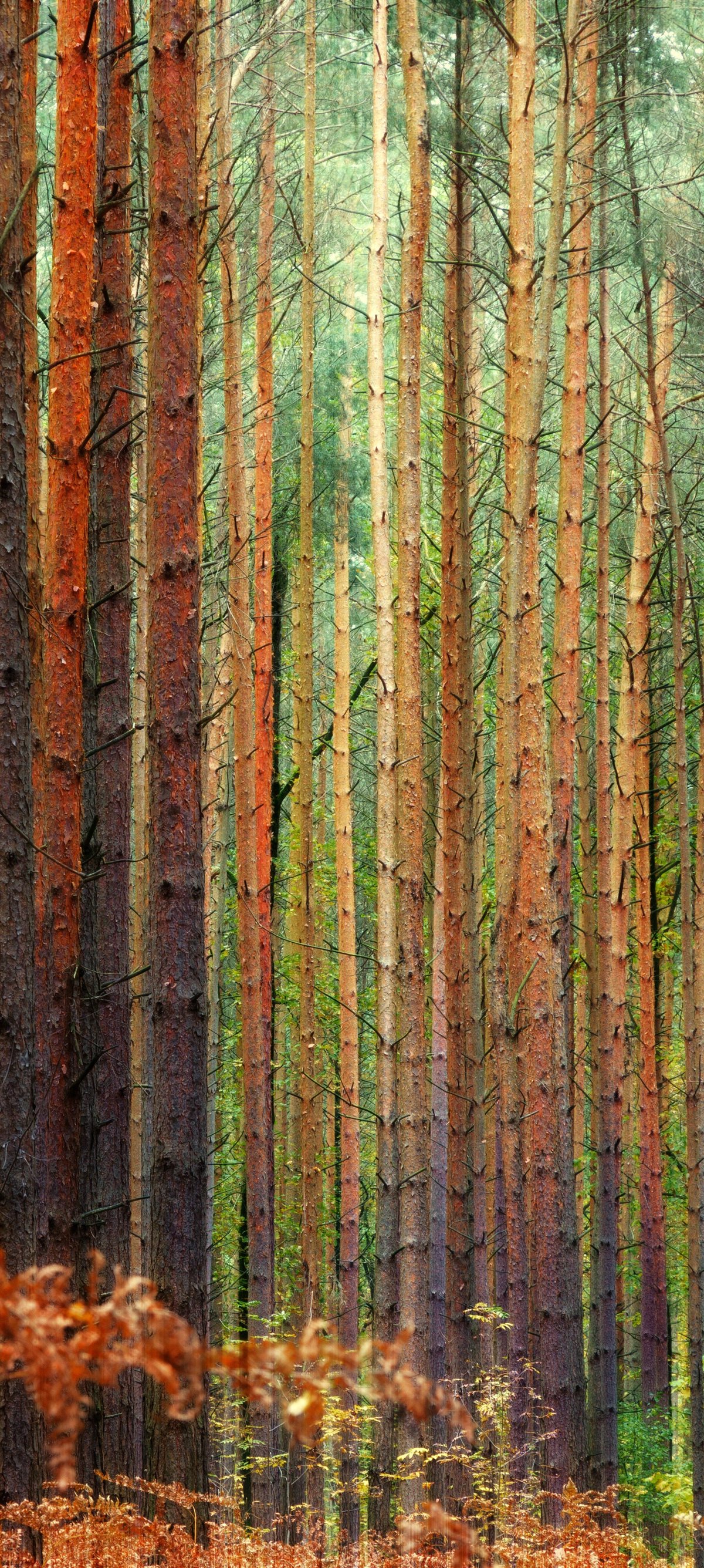 Dense pine forest in autumn - Wallpapers for Xiaomi 15 in 1200x2670 resolution