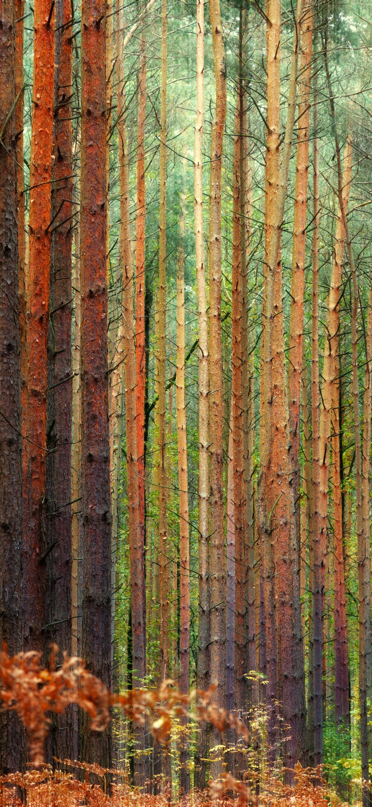 Dense pine forest in autumn - Wallpapers for iPhone Air in 1260x2736 resolution