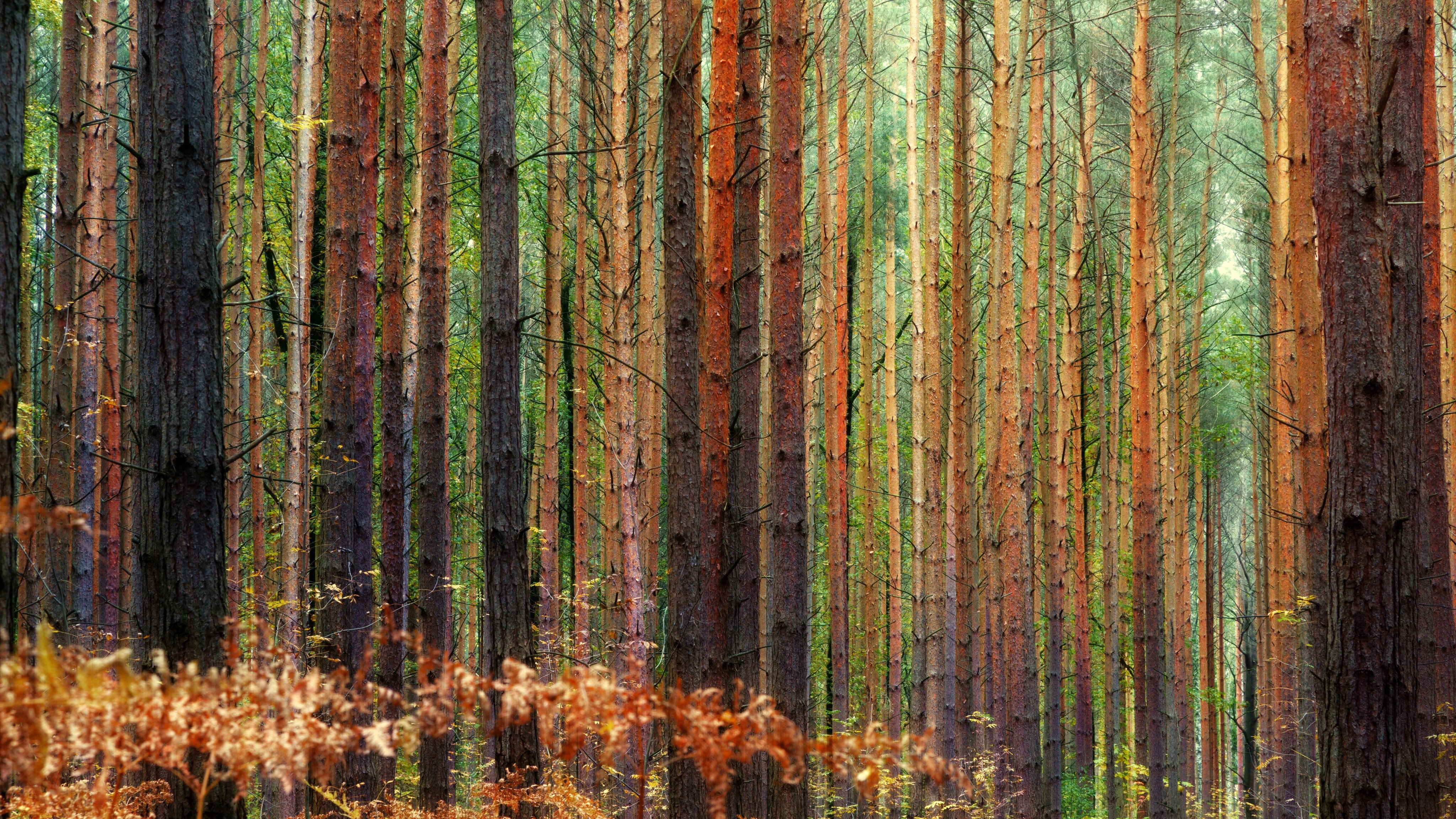Dense pine forest in autumn - Wallpapers for Apple iMac 21.5″ in 4096x2304 resolution