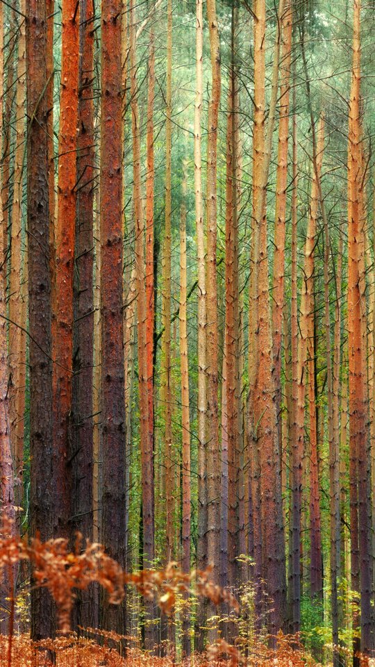 Dense pine forest in autumn - Wallpapers for Samsung, HTC, Sony in 540x960 resolution