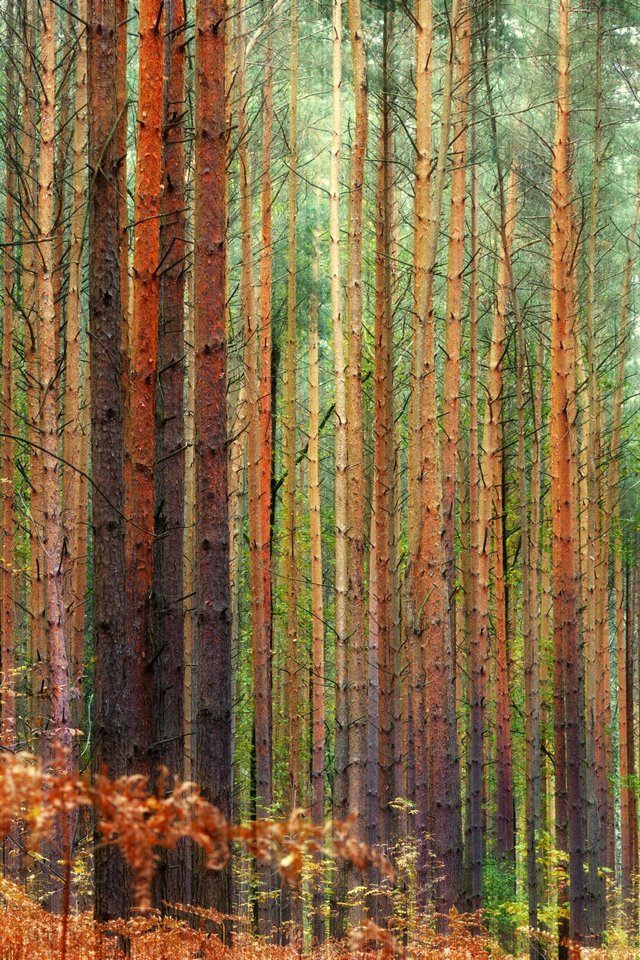 Dense pine forest in autumn - Wallpapers for iPhone 4/4S in 640x960 resolution