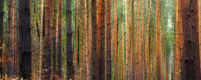 5K2K UltraWide 21:9 wallpapers (5120x2160): autumn, forest, trees, leaves