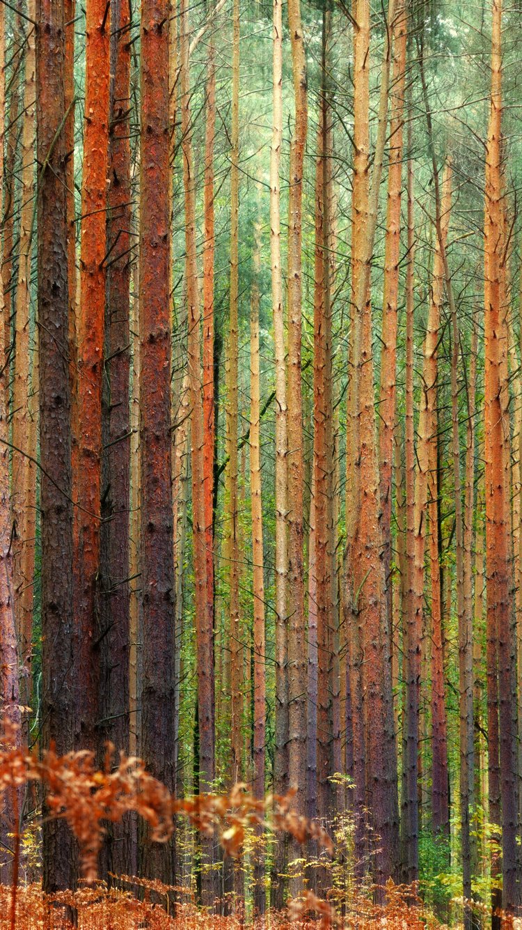 Dense pine forest in autumn - Wallpapers for iPhone 6/6S/7/8/SE2/SE3 in 750x1334 resolution