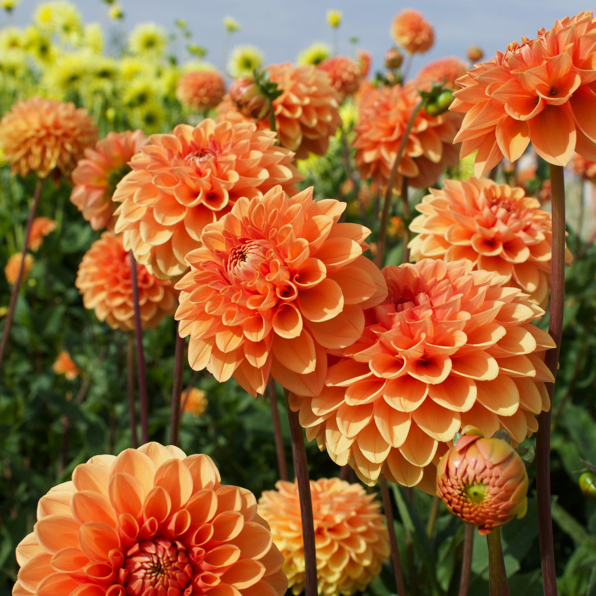 Orange Dahlias in a Garden Close-Up - Wallpapers for Samsung/Xiaomi in 2000x2000 resolution