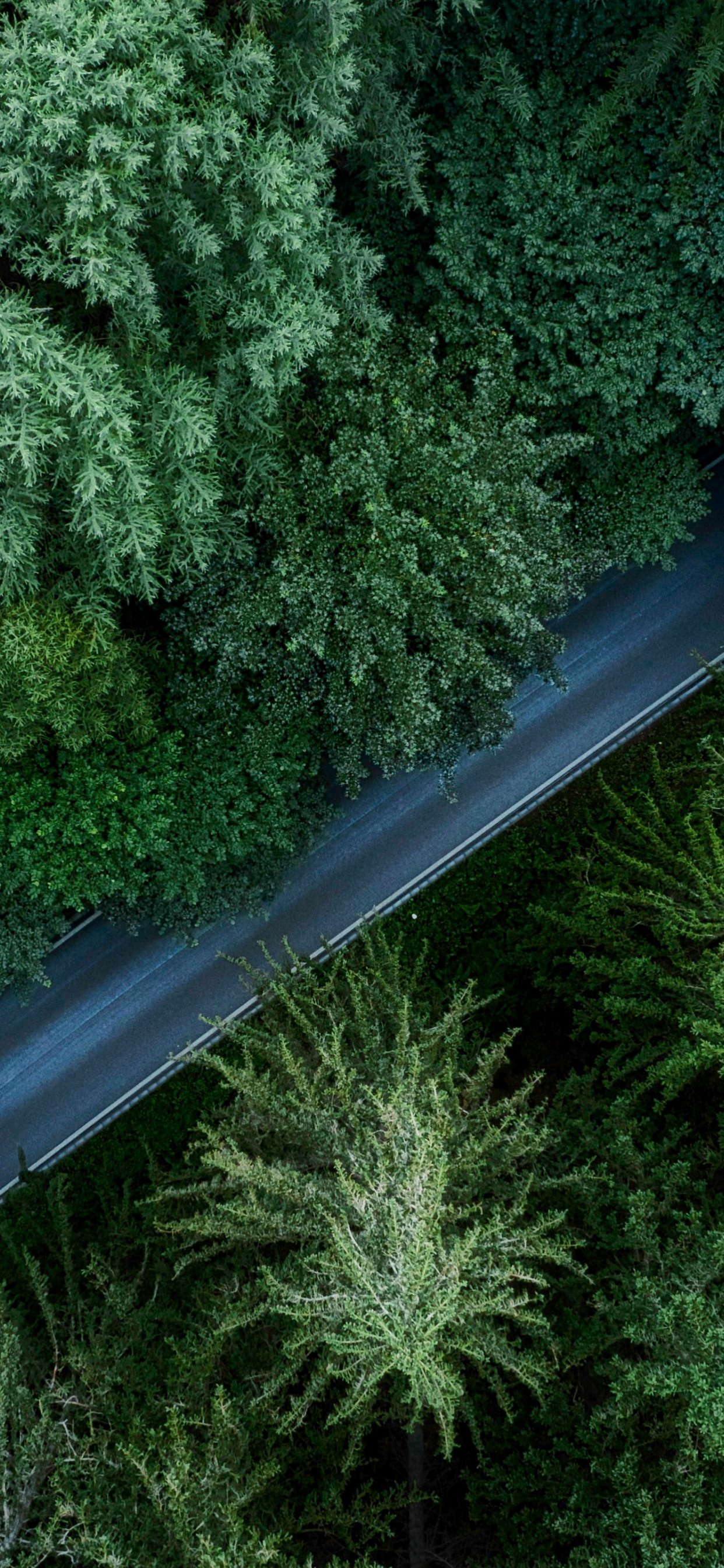 Road in Germany amidst a dense green forest - Wallpapers for iPhone 11 Pro Max in 1242x2688 resolution