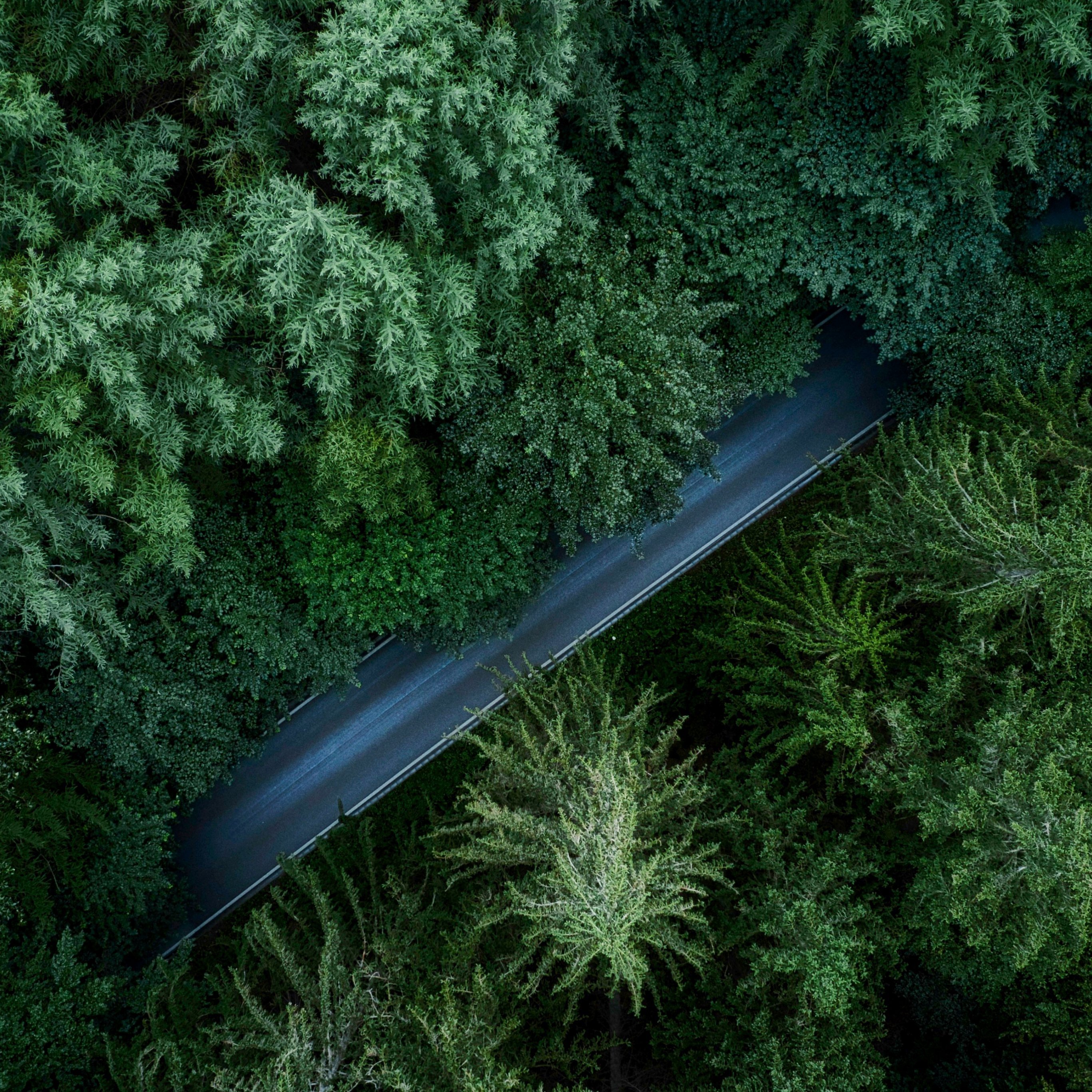 Road in Germany amidst a dense green forest - Wallpapers for iPad Pro 12.9″ in 2732x2732 resolution