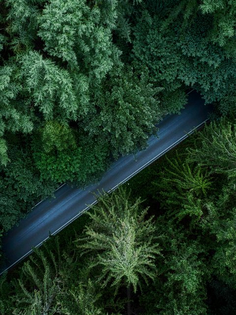 Road in Germany amidst a dense green forest - Wallpapers for HTC/BlackBerry in 480x640 resolution
