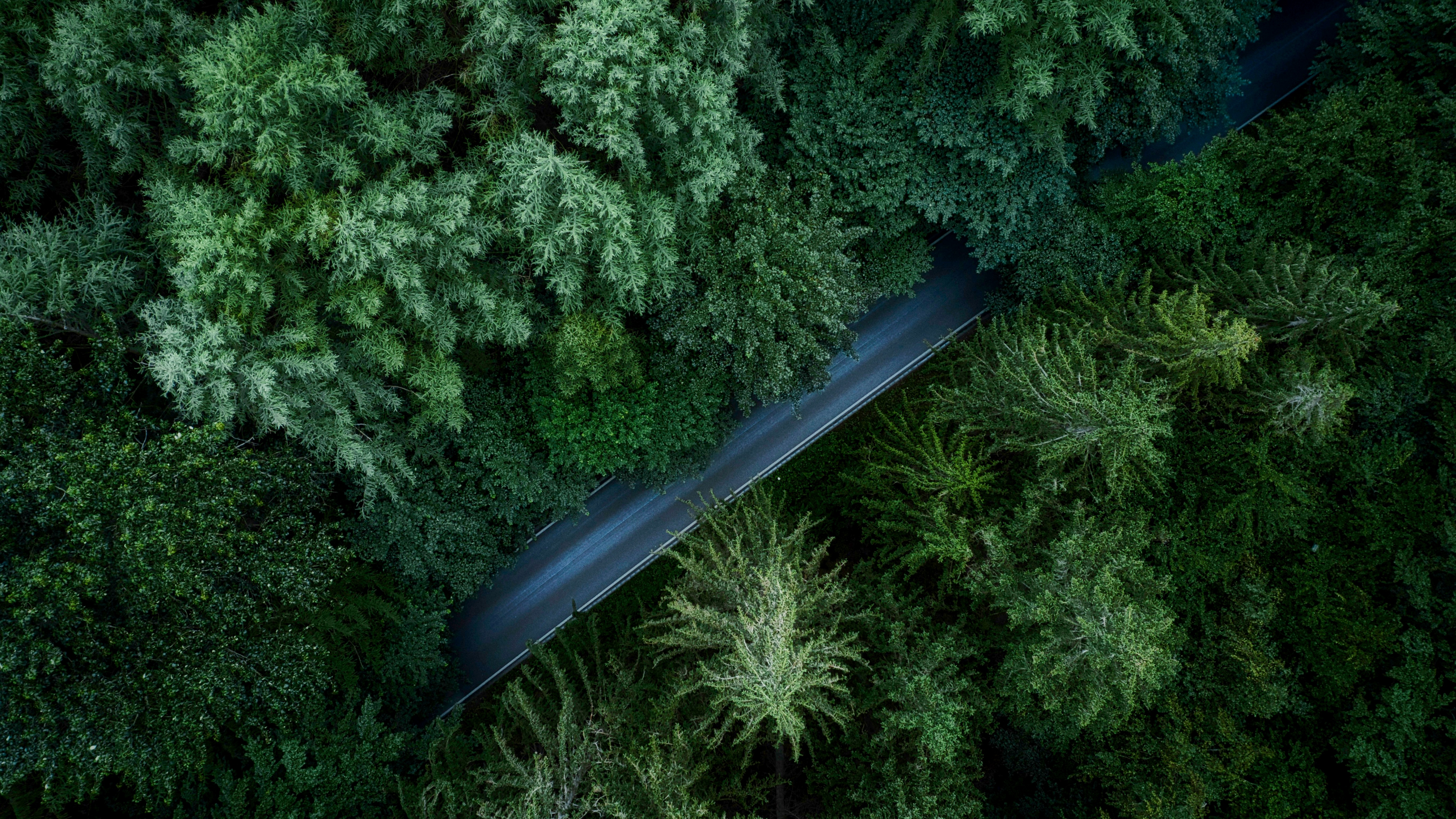 Road in Germany amidst a dense green forest - 5K wallpapers in 5120x2880 resolution
