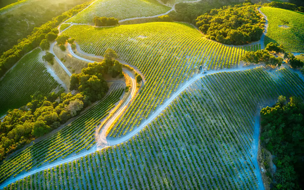 California Vineyard Valley at Sunrise — desktop and phone wallpaper, free download