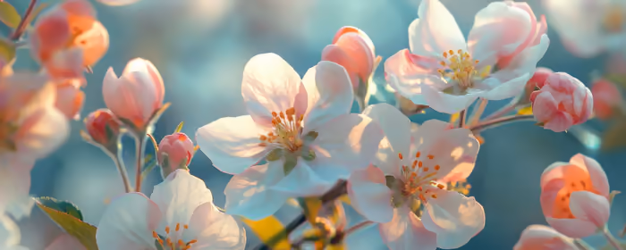 UltraWide 32:9 обои весна (3840x1080): весна, вишневые цветы, сакура, цветы