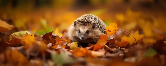 UltraWide 32:9 wallpapers (5120x1440): hedgehog, autumn leaves, forest, leaves