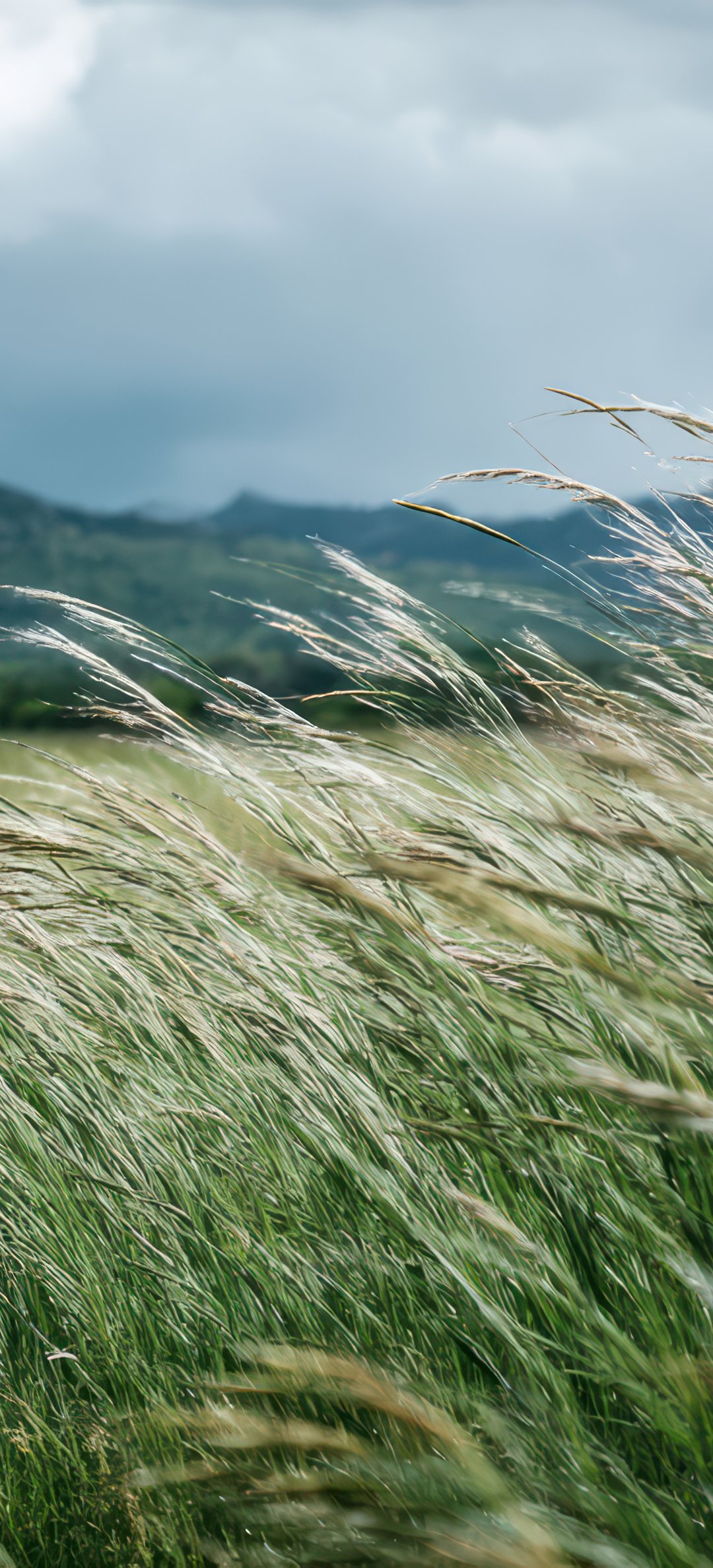 Cloudy Mountain Meadow Landscape - Wallpapers for Honor/Huawei in 1080x2376 resolution