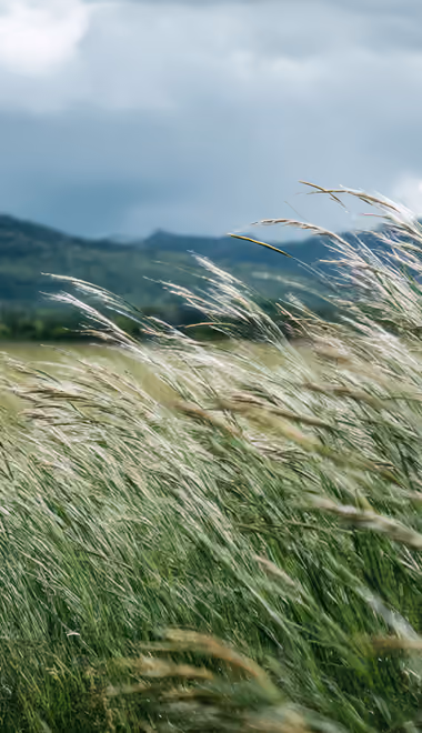 Nature wallpapers: field, mountains, clouds, sky