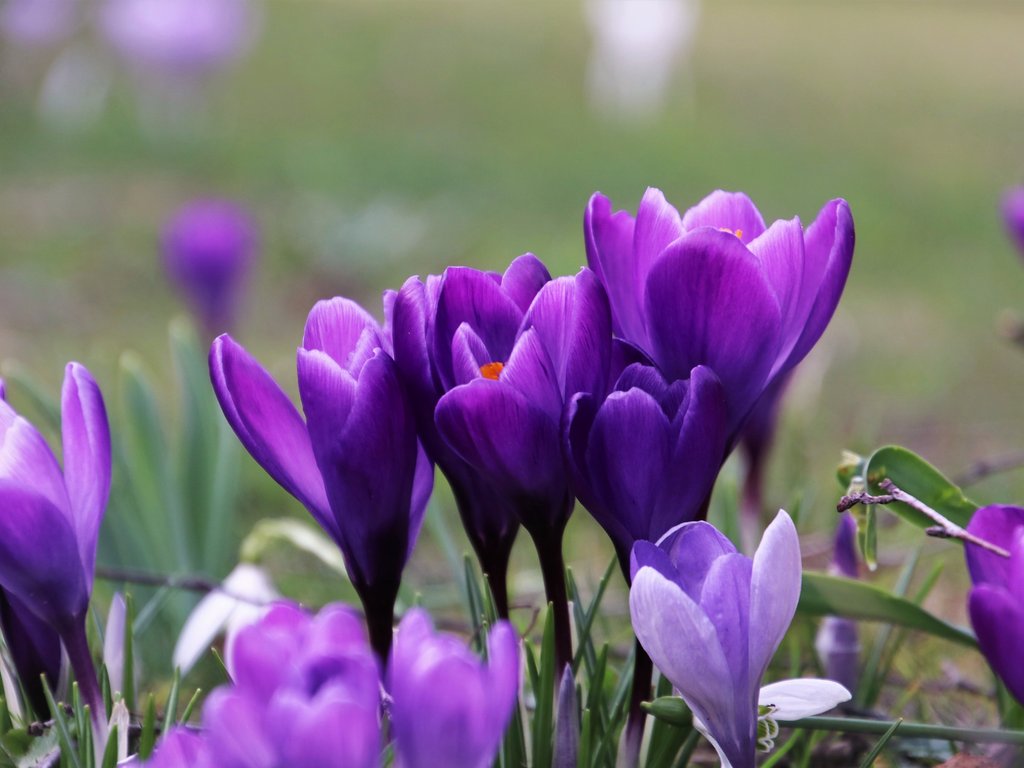 Purple Crocuses in a Spring Field - XVGA wallpapers in 1024x768 resolution