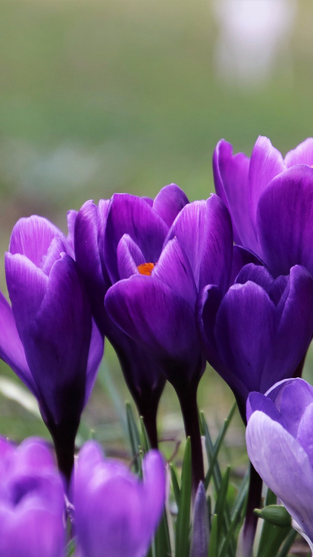 Purple Crocuses in a Spring Field - Wallpapers for Samsung, Honor, Sony in 1080x1920 resolution