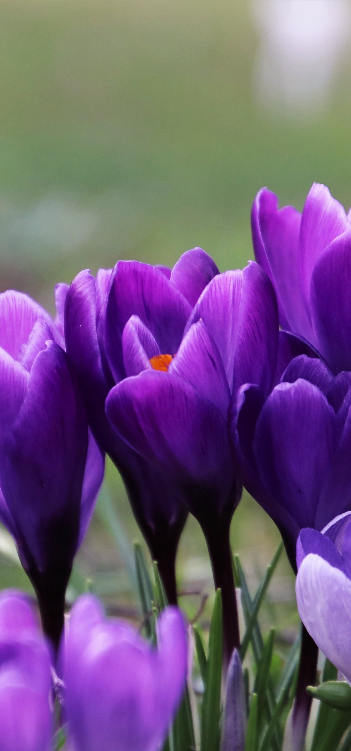 Purple Crocuses in a Spring Field - Wallpapers for Xiaomi 17/17 Pro in 1220x2608 resolution