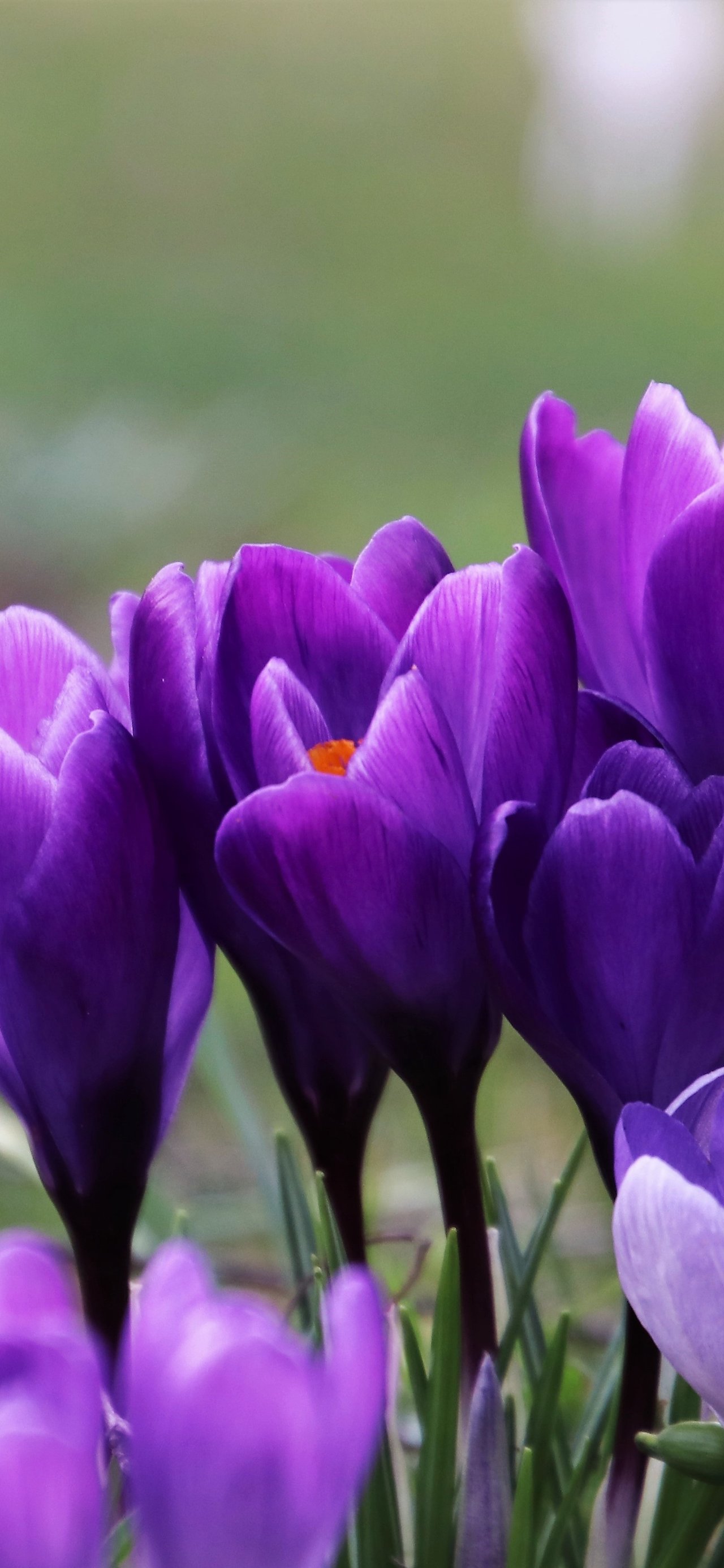 Purple Crocuses in a Spring Field - Wallpapers for Xiaomi 15T in 1280x2772 resolution
