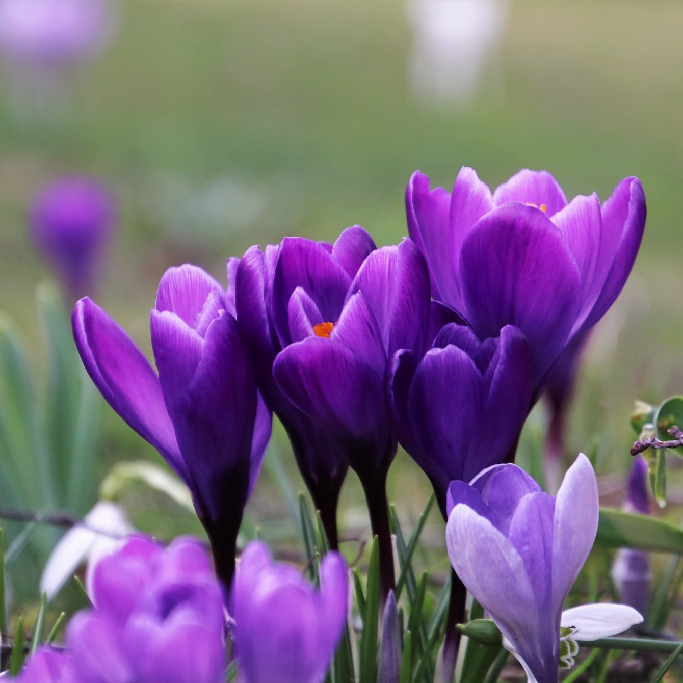 Purple Crocuses in a Spring Field - Wallpapers for Samsung Galaxy Tab in 1340x1340 resolution