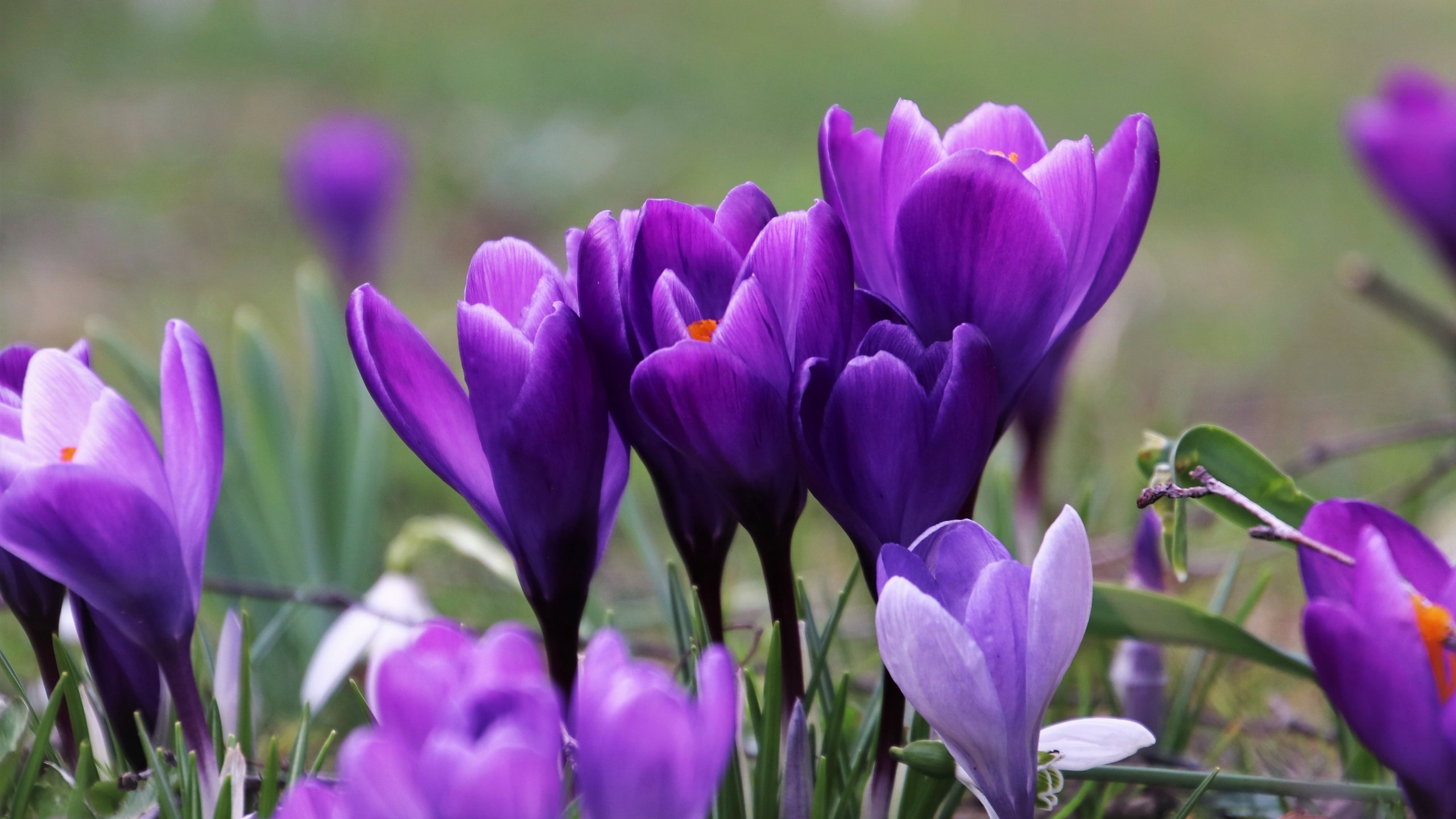 Purple Crocuses in a Spring Field - 2K Quad HD wallpapers in 2560x1440 resolution