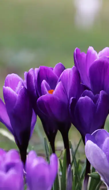Nature wallpapers: crocuses, spring, field, flowers
