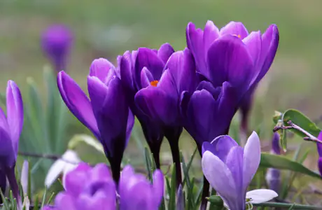 UXGA wallpapers (1600x1200): crocuses, spring, field, flowers