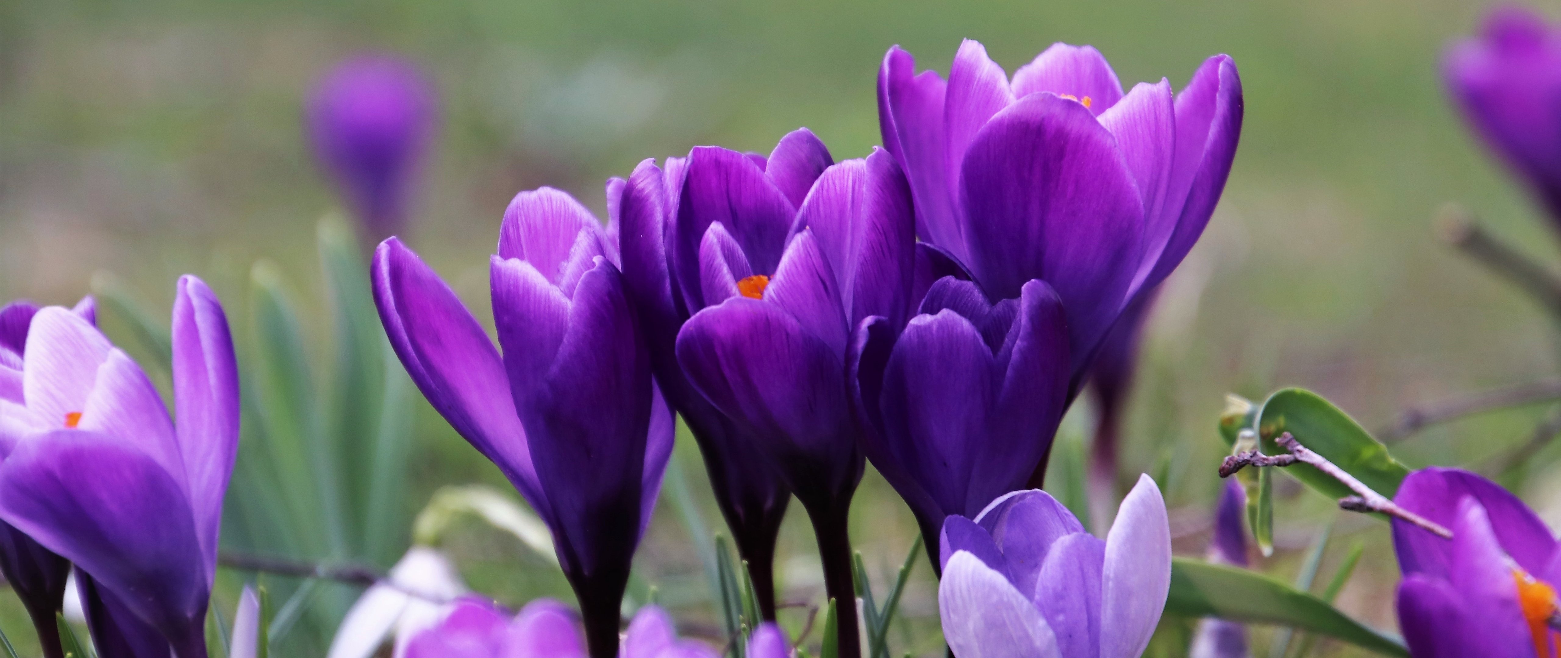 Purple Crocuses in a Spring Field - 5K2K UltraWide 21:9 wallpapers in 5120x2160 resolution