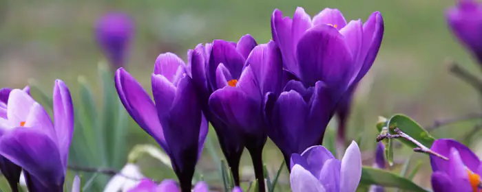 UltraWide 32:9 wallpapers (3840x1080): crocuses, spring, field, flowers