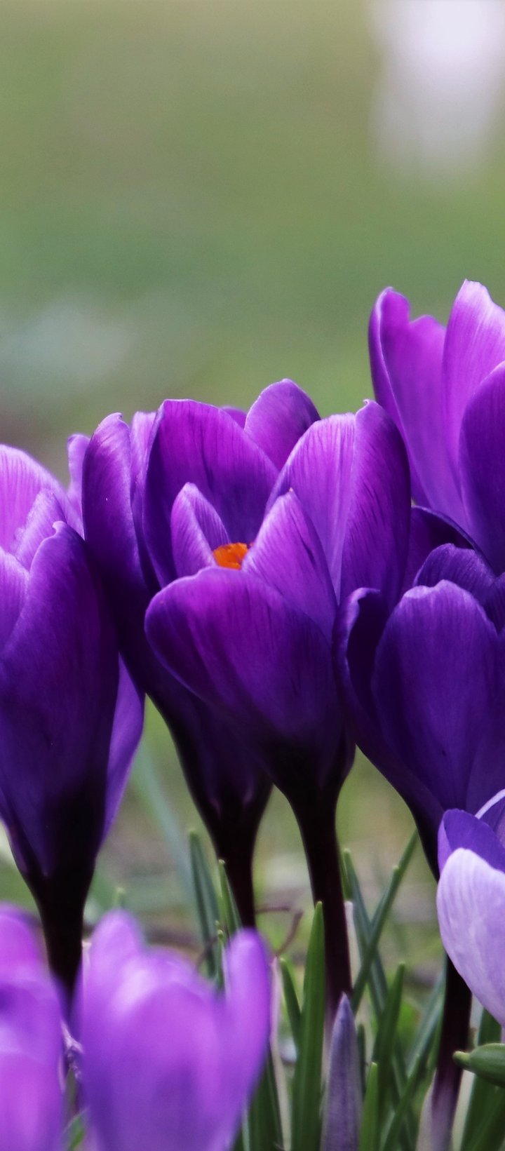Purple Crocuses in a Spring Field - Wallpapers for Xiaomi Redmi 14C, POCO C71/C75/M7, Infinix Note 8 in 720x1640 resolution